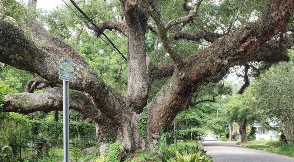 Alabama’s Duffie Oak Is One Of The Oldest Living Oak Trees In America