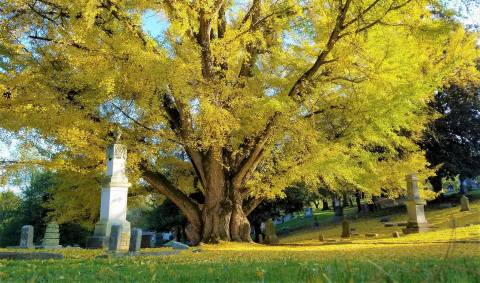 You Wouldn't Expect To Discover 600 Varieties Of Trees At This Victorian-Era Cemetery In Kentucky
