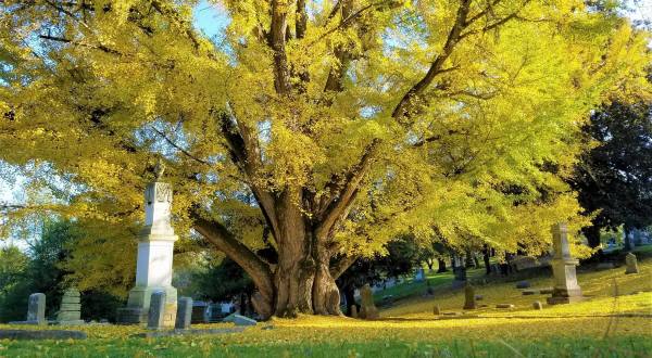 You Wouldn’t Expect To Discover 600 Varieties Of Trees At This Victorian-Era Cemetery In Kentucky