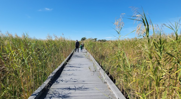 Enjoy An Unexpectedly Magical Hike On This Little-Known Boardwalk Trail In Louisiana