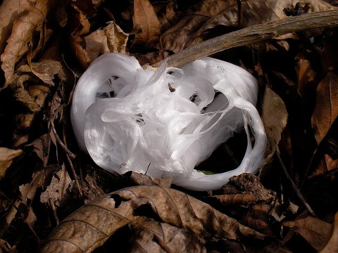 Frost Flowers, The Rare Natural Phenomenon In West Virginia That Only Happens When The Weather Turns Cold