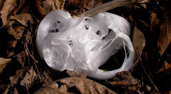 Frost Flowers, The Rare Natural Phenomenon In West Virginia That Only Happens When The Weather Turns Cold
