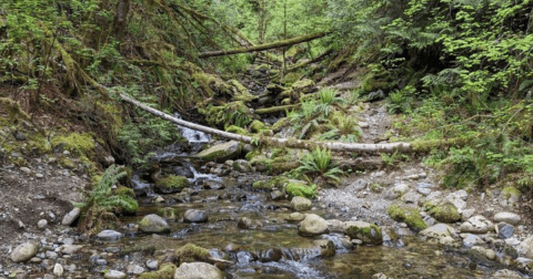Enjoy An Unexpectedly Magical Hike On This Little-Known Forest Waterfall Trail In Washington