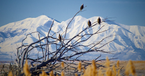 Hundreds Of Bald Eagles Invade Farmington Bay In Utah Every Winter And It's A Sight To Be Seen