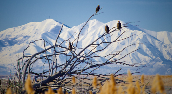 Hundreds Of Bald Eagles Invade Farmington Bay In Utah Every Winter And It’s A Sight To Be Seen