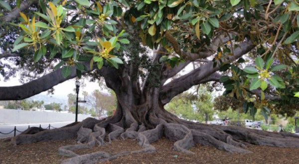 There’s No Other Historical Landmark In Southern California Quite Like This 145-Year-Old Tree