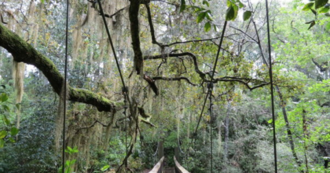 The Florida State Park Where You Can Hike Across Two Suspension Bridges Is A Grand Adventure