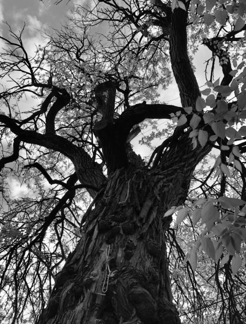 The Witches' Tree In Kentucky Looks Like Something Out Of A Tim Burton Nightmare