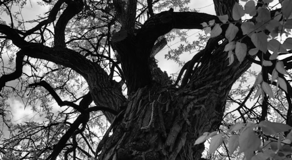 The Witches’ Tree In Kentucky Looks Like Something Out Of A Tim Burton Nightmare