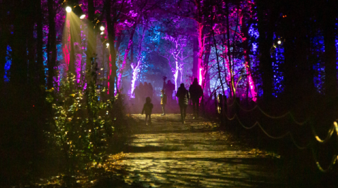 Take A Magical Nighttime Adventure Into Harry Potter's Forbidden Forest With This Special Event In Virginia