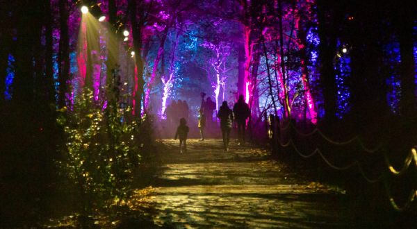 Take A Magical Nighttime Adventure Into Harry Potter’s Forbidden Forest With This Special Event In Virginia