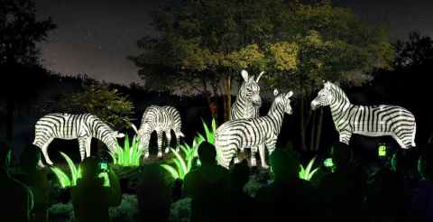Walk Through A Winter Wonderland Of Lights This Season At The L.A. Zoo Lights In Southern California