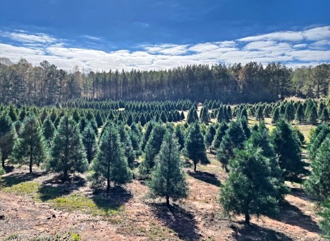 Get Lost In This Beautiful 200+ Acre Christmas Tree Farm In Alabama