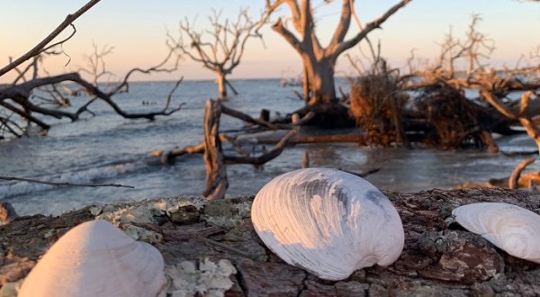 Hunt For Seashells On The Beautiful And Easy Hunting Island Loop In South Carolina