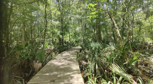 Your Kids Will Love The Easy Trails Right Here At Camp Salmen Nature Park In Louisiana