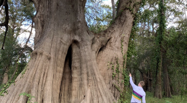 Cat Island’s Bald Cypress Trail In Louisiana Will Lead You Straight To The Largest Bald Cypress Tree In The Country