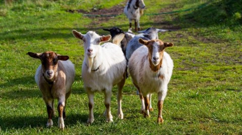 Hike With Goats On An Airbnb Experience At Barakah Heritage Farm In Pennsylvania
