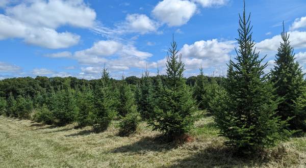 Take A Hay Ride Through An Idyllic Christmas Tree Farm At Starr Pines Christmas Tree Farm In Missouri
