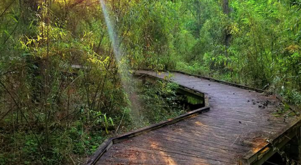 12 Scenic State Parks In Louisiana To Explore, One For Each Month Of The Year