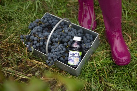 We Bet You Didn't Know This Small Town In Massachusetts Was Home To The Oldest Grape Juice Company In America