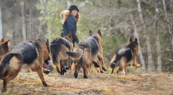 Hiking With A Pack Of German Shepherds Is One Of The Most Unique Experiences You Can Have In Maine