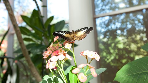 The Tropical Butterfly House Of Washington Is Home To Washington's Year-Round Butterfly House And Education Center