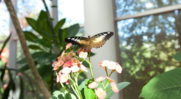The Tropical Butterfly House Of Washington Is Home To Washington’s Year-Round Butterfly House And Education Center