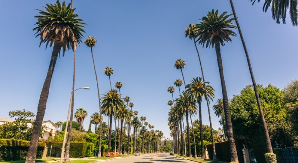 Few People Know The Iconic Palm Trees In Southern California Were Actually Imported From Mexico