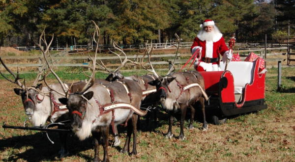 Visit Donner And Blitzen This Holiday Season At Georgia’s Very Own Reindeer Farm