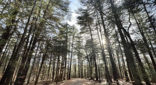 Hiking At Peoples State Forest In Connecticut Is Like Entering A Fairytale