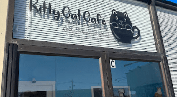 Kitty Cat Cafe Is A Completely Cat-Themed Catopia Of A Cafe In Massachusetts