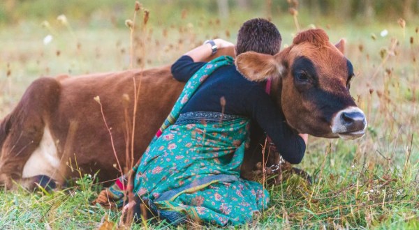 Cuddling With Cows Is One Of The Most Unique Experiences You Can Have In Michigan