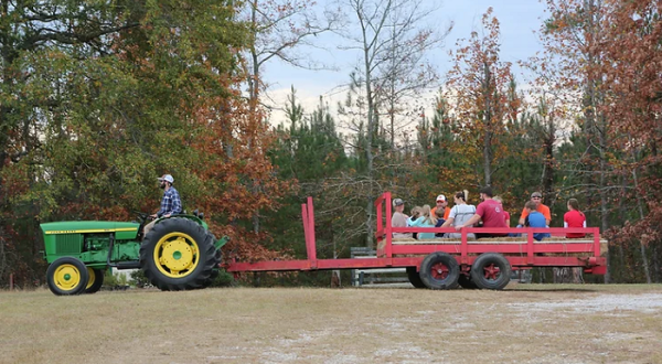 Take A Hay Ride Through An Idyllic Christmas Tree Farm At Clarks Hill Christmas Tree Farm In South Carolina