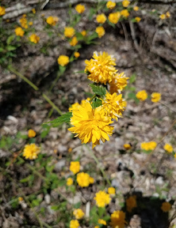 Wild Flower Trail in South Carolina