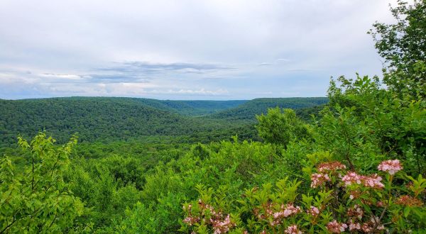 There’s An Emerald Forest Hiding In Pennsylvania That’s Too Beautiful For Words