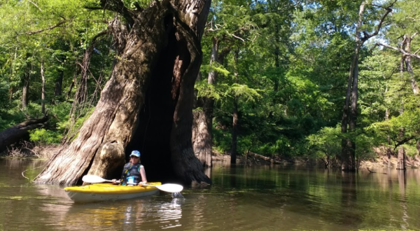You’d Never Know One Of The Most Incredible Natural Wonders In Louisiana Is Hiding In This State Park