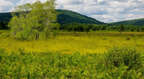 The Largest Contiguous Highland Wetland In The Central And Southern Appalachians Is In West Virginia, And It’s Magical