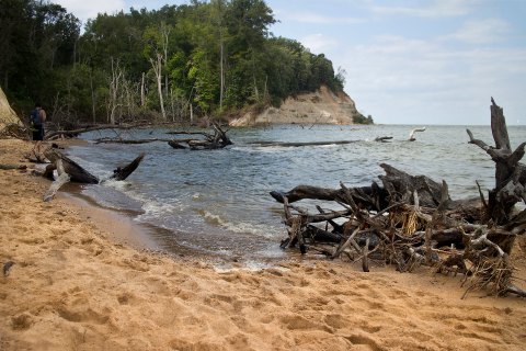 The Amazing Fossil Beach Every Virginian Will Want To Visit