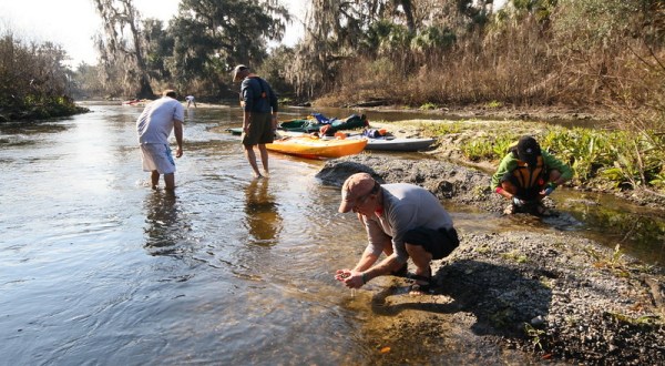Search For Fossils At Peace River In Florida Which Was A Historic Transportation Route Once Upon A Time