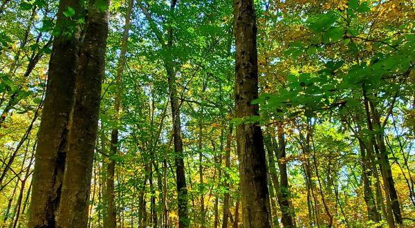 Hike To An Emerald Forest On The Easy Lime Rock Preserve Trail In Rhode Island