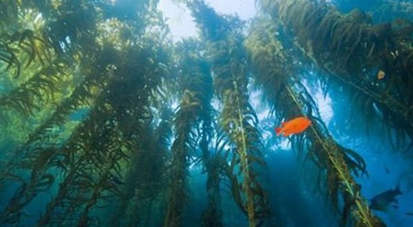 Diving Through The Kelp Forests Of Catalina Is A Magical Southern California Adventure That Will Light Up Your Soul