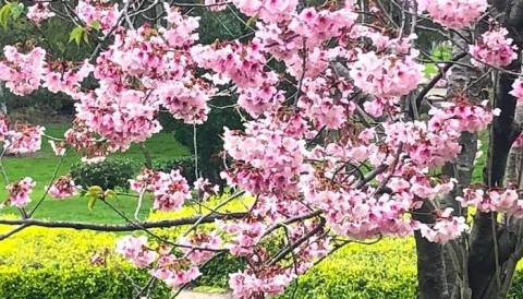 Southern California's Annual Cherry Blossom Festival Belongs On Your Springtime Bucket List