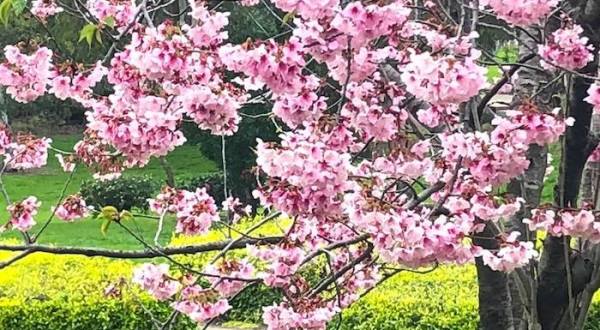 Southern California’s Annual Cherry Blossom Festival Belongs On Your Springtime Bucket List