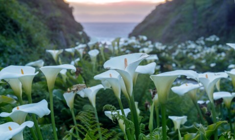 Few People Know About This Northern California Valley Covered In Calla Lilies