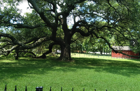Virginia's Emancipation Oak Tree Is One Of The Oldest Living Things In The State