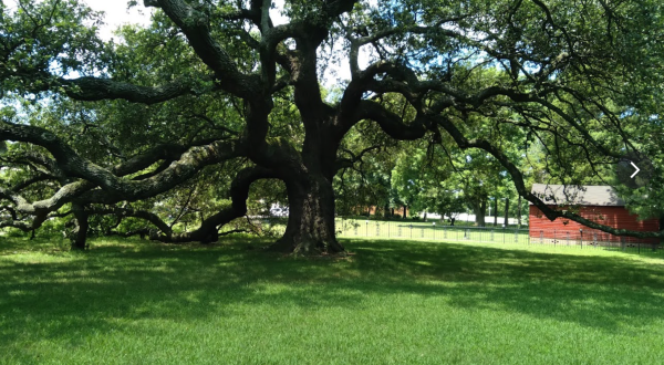 Virginia’s Emancipation Oak Tree Is One Of The Oldest Living Things In The State