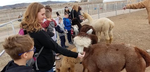 Get Up Close And Personal With Alpacas In Arizona For An Adventure Unlike Any Other