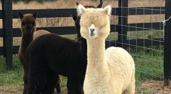 Stanley Alpaca Farm In South Carolina Makes For A Fun Family Day Trip