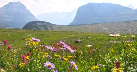These 7 Magical Montana Trails Are Full Of Wildflowers And Waterfalls
