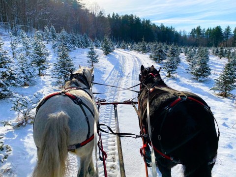 There Is An Entire Christmas Farm In Vermont And It's Absolutely Delightful